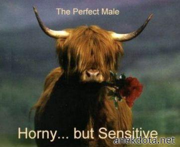 Το τέλειο αρσενικό 