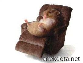 Αραχτός και χάμστερ 