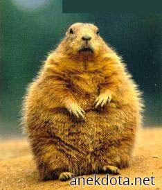 Χοντροχάμστερ 