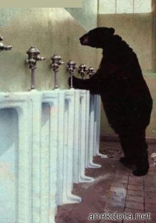 Έχουν και οι αρκούδες ανάγκες 