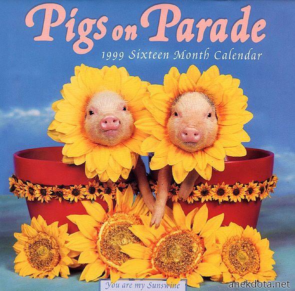 Pigs on parade 