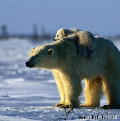 Αρκουδοαγάπη 