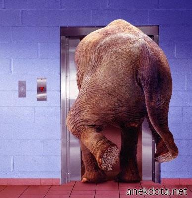 Ελέφαντας σε ανελκυστήρα 