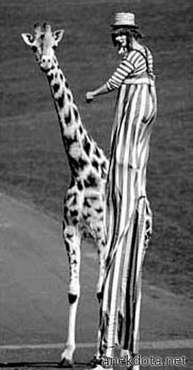 Ξυλοπόδαρα 