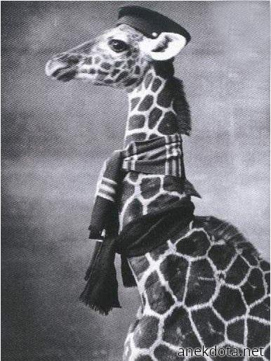 Καμηλοπάρδαλη με στυλ 