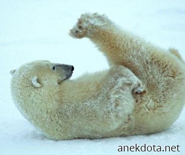 Αρκουδογυμναστική 