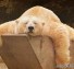 Αρκουδο-ύπνος