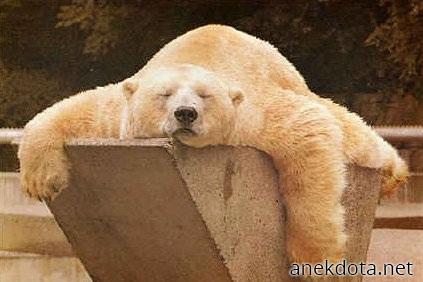 Αρκουδο-ύπνος 