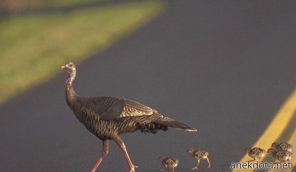Οικογενιακή βόλτα 