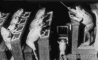 Βάτραχος μαέστρος 