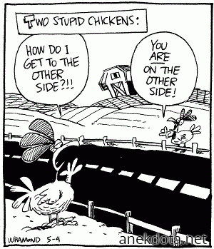 Κουτές κότες 