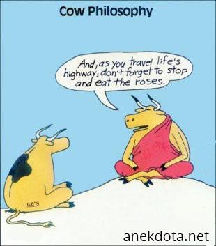Αγελάδα φιλόσοφος 