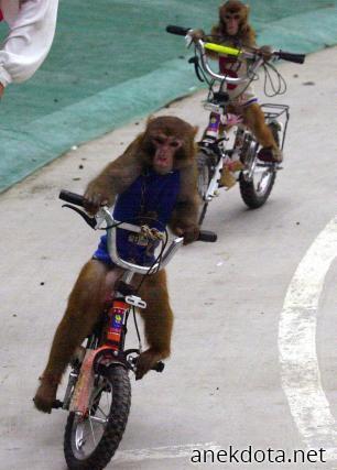 Οι ποδηλάτες 