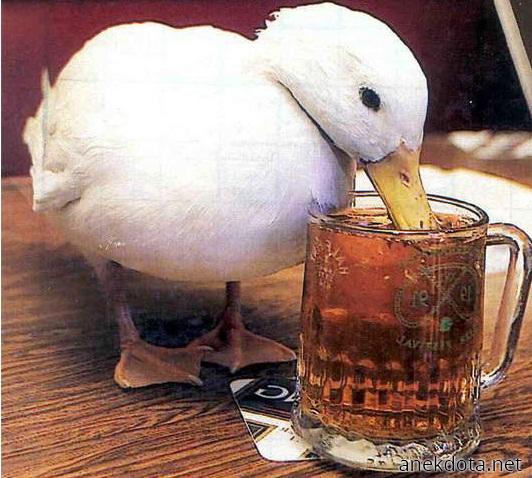 Παπάκι μπεκρής 