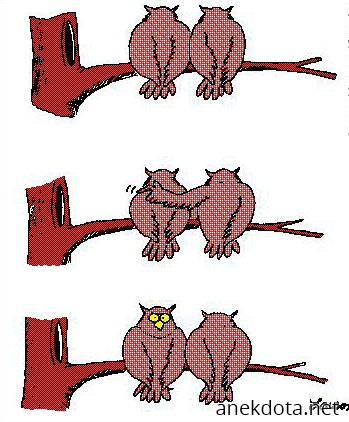 Κουκουβάγιες 