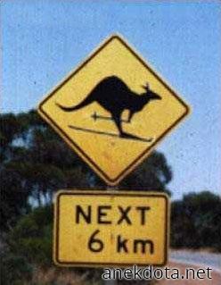 Προσοχή:Καγκουρό σκιέρ 