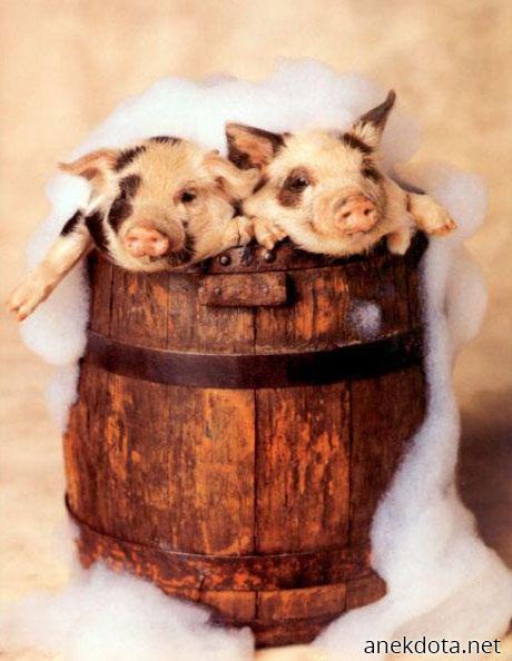 Μπυρογούρουνα 