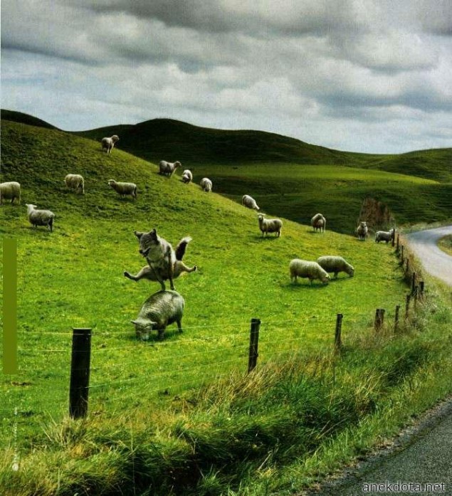 Παιχνιδιάρης λύκος 