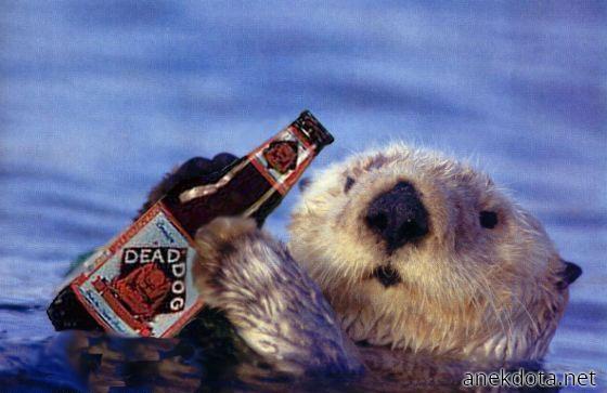 Μπεκροενυδρίδα 