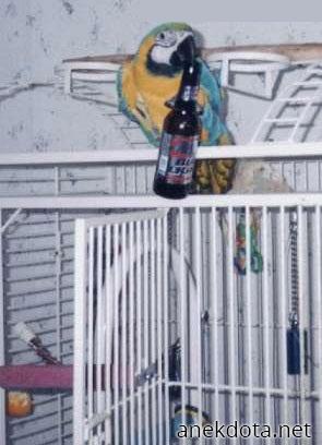 Μπυρόβιος παπαγάλος 