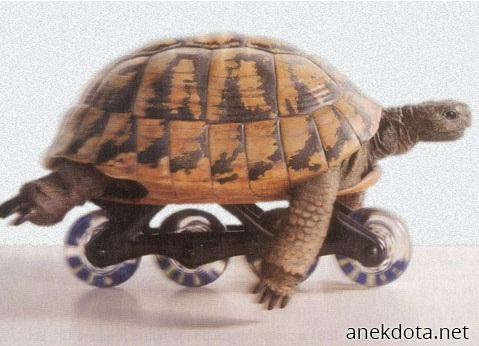 Χελώνα-πατίνι 