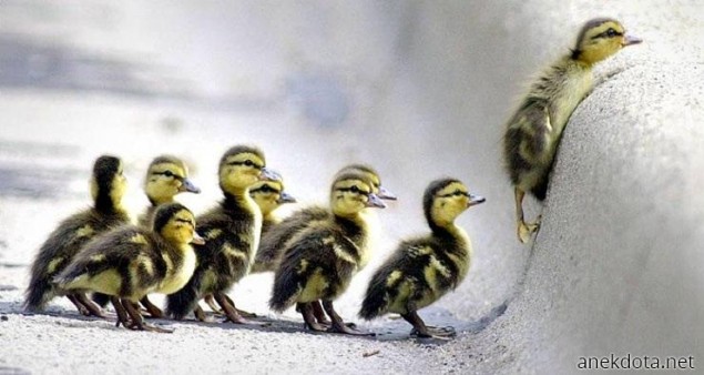 Παπιοαναρρίχηση 