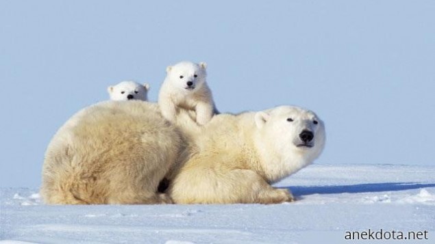 Αρκουδοοικογένεια 