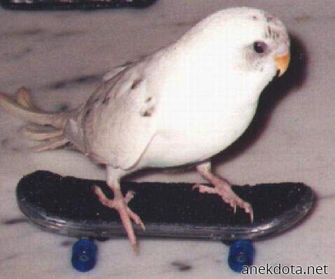 Πουλοσκεητάς 