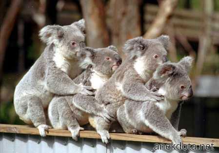 Μακριά γαιδούρα 