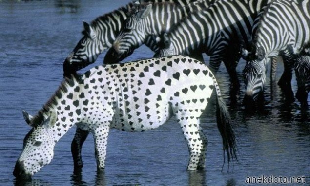 Αγαπησιάρα ζέβρα 