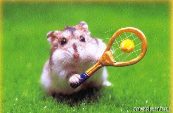 Χαμστεράκι τενίστας 