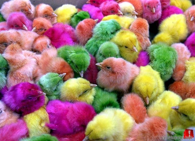 Πολυχρωμία 