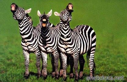 Τρελό γέλιο 