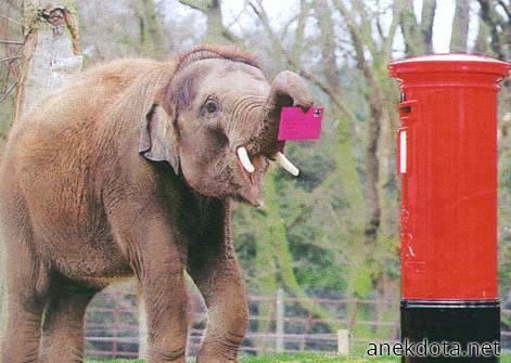 Ελέφαντας τουρίστρας 