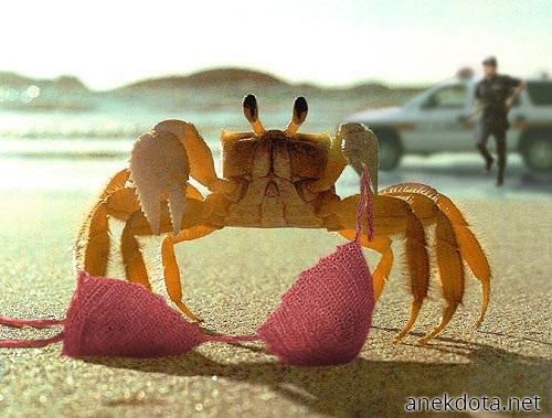 Το τυχερό καβουράκι 