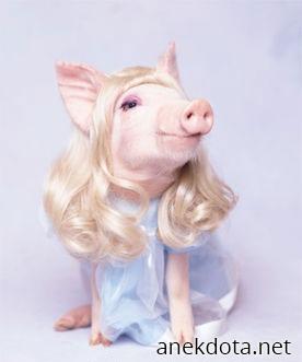 Barbpig 
