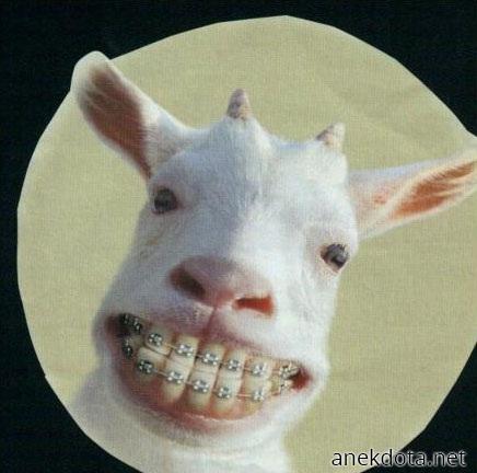 Τα σιδεράκια 