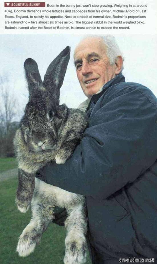 Λαγός τέρας 