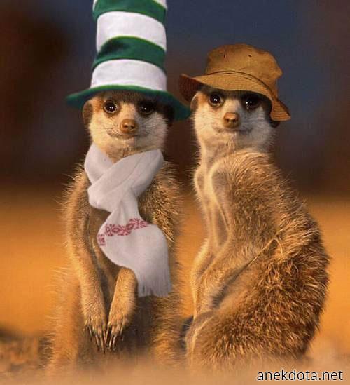 Καλοντυμένα 