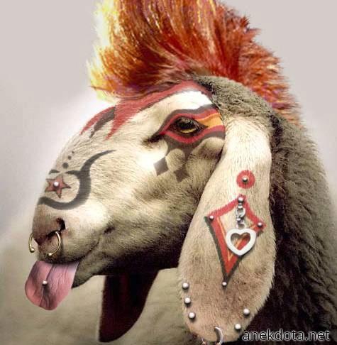 Punk goat 