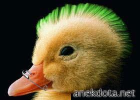 Punk duck 