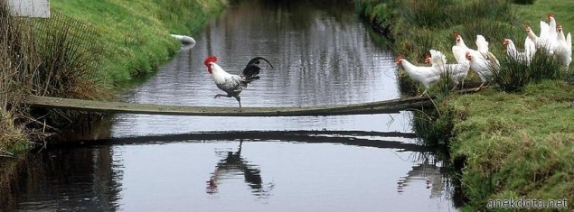 Πάμε να διασχίσουμε 