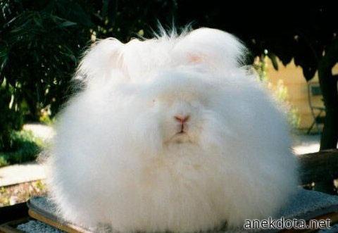 Χνουδόμπαλα 