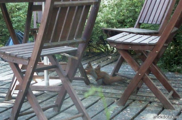 Σκιουροαγγαλιές 