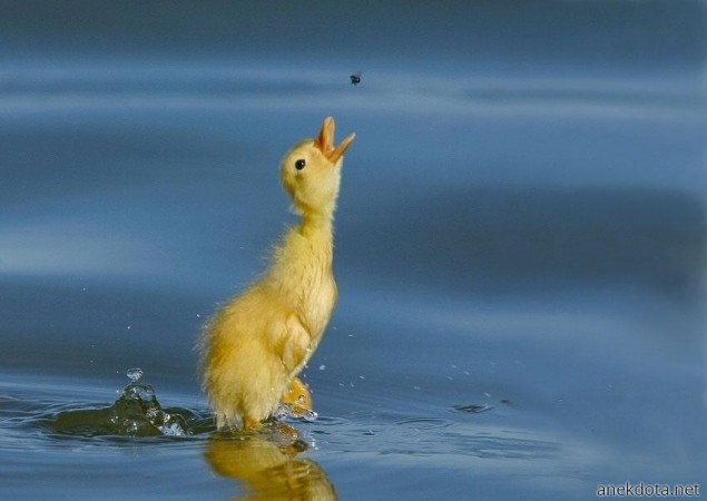 Να φάω μια μυγούλα; 