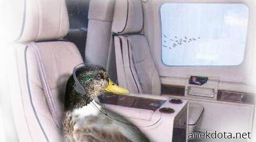 Πάπια στο αεροπλάνο 