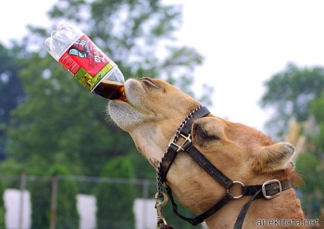 Η κόλα είναι εθισμός για όλους 
