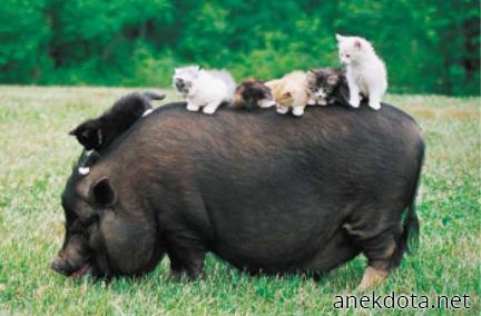 Όλοι καβάλα 