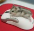 Τα ποντίκια αγαπάνε τα ποντίκια