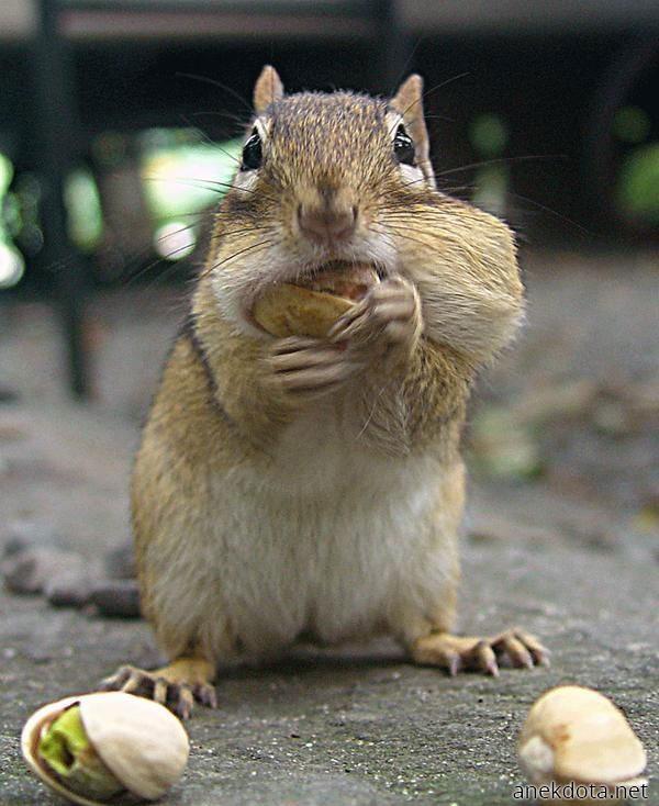 Ας φάμε κανά φυστικάκι 